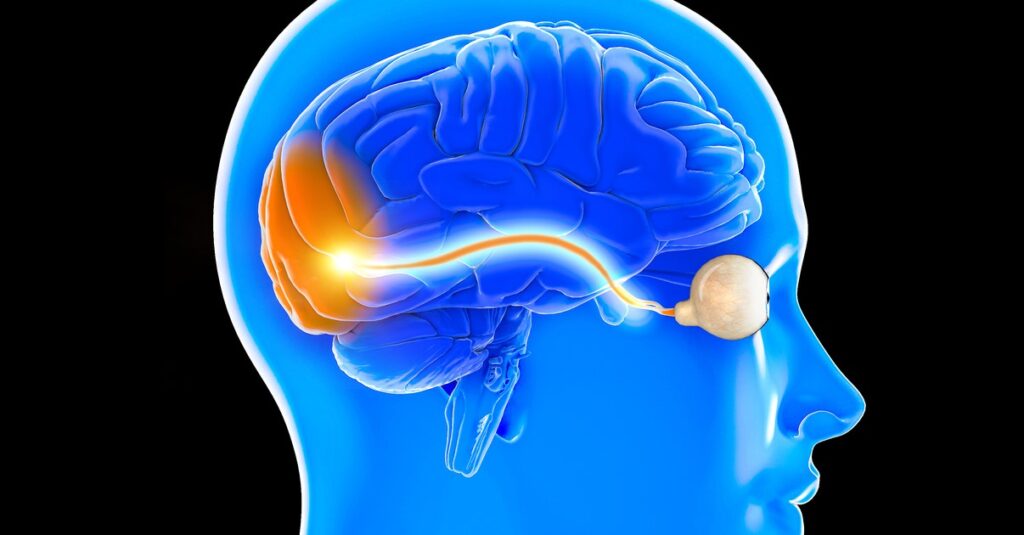 diagram with cross-section of a head, showing a picture of the brain inside. Highlighted in red is the eyeball at the front, and the optic nerve running back through the brain, and the visual cortex of the brain (the area right at the back of it)