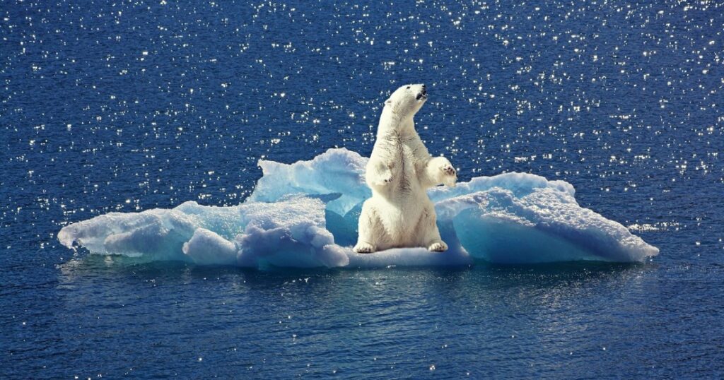 A polar bear sitting on a very small iceberg